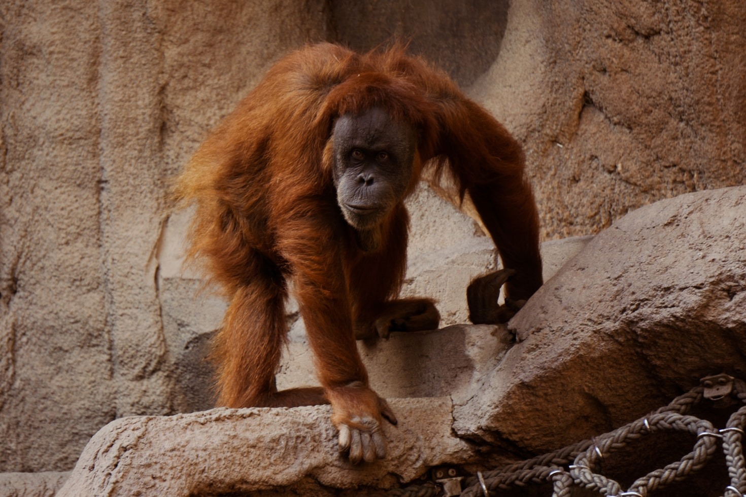 How Open Range Exhibits Inspire Conservation