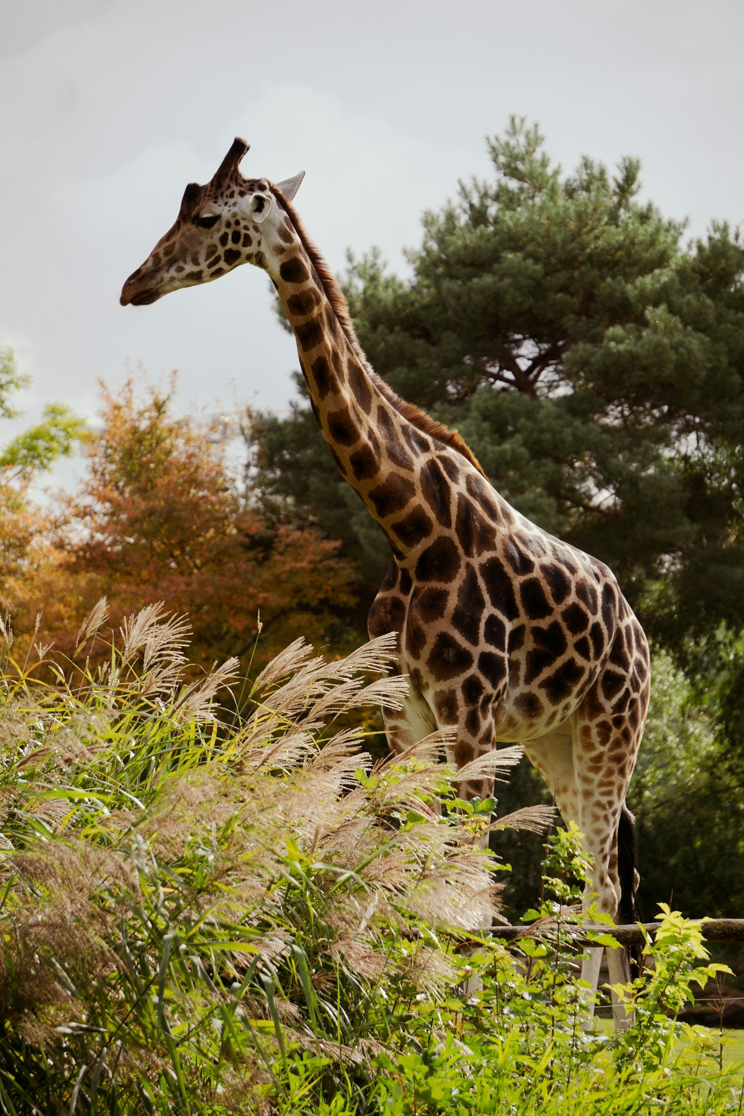 Behind the Scenes: Conservation Programs at Work